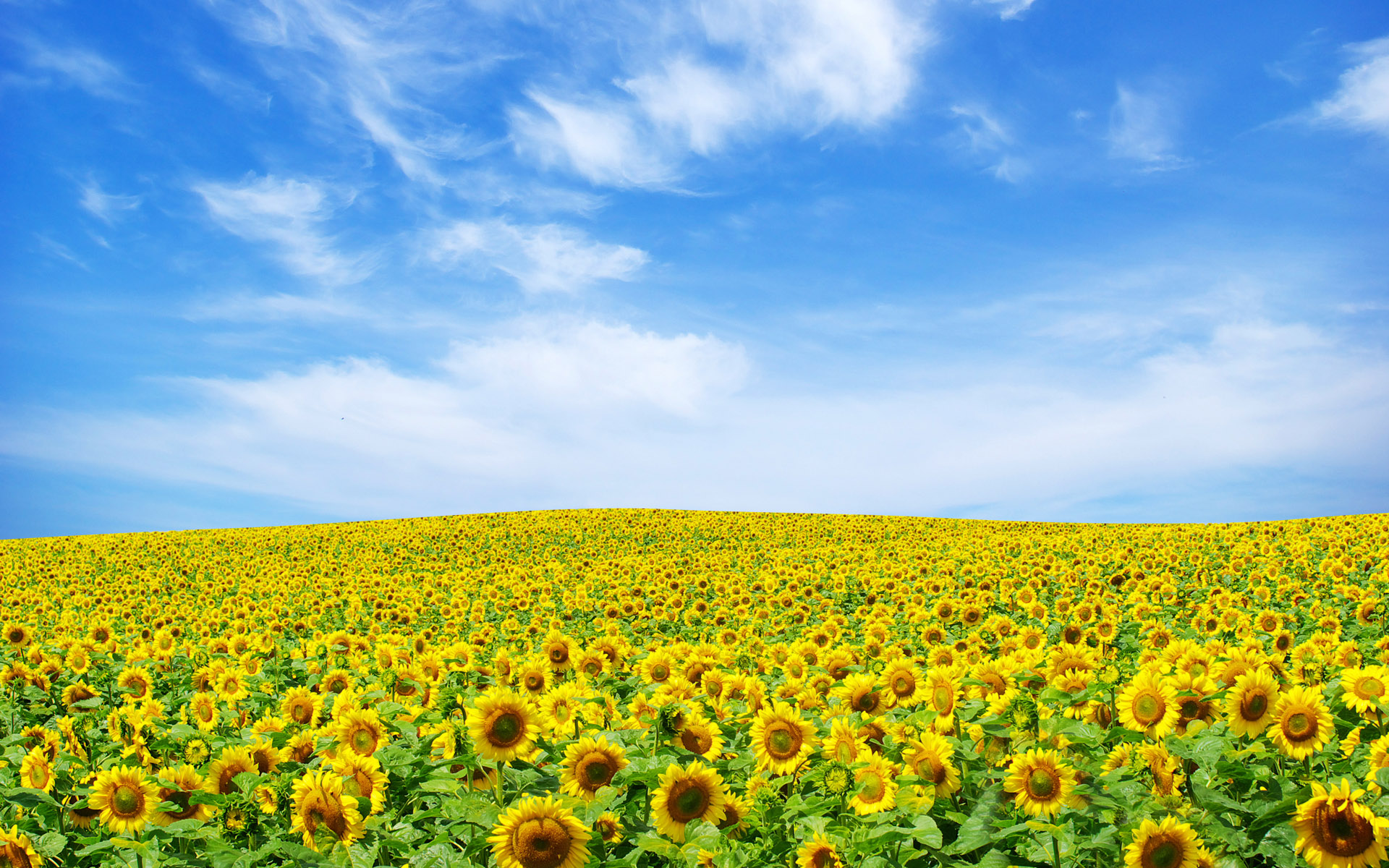 Sunflower Landscape280351706